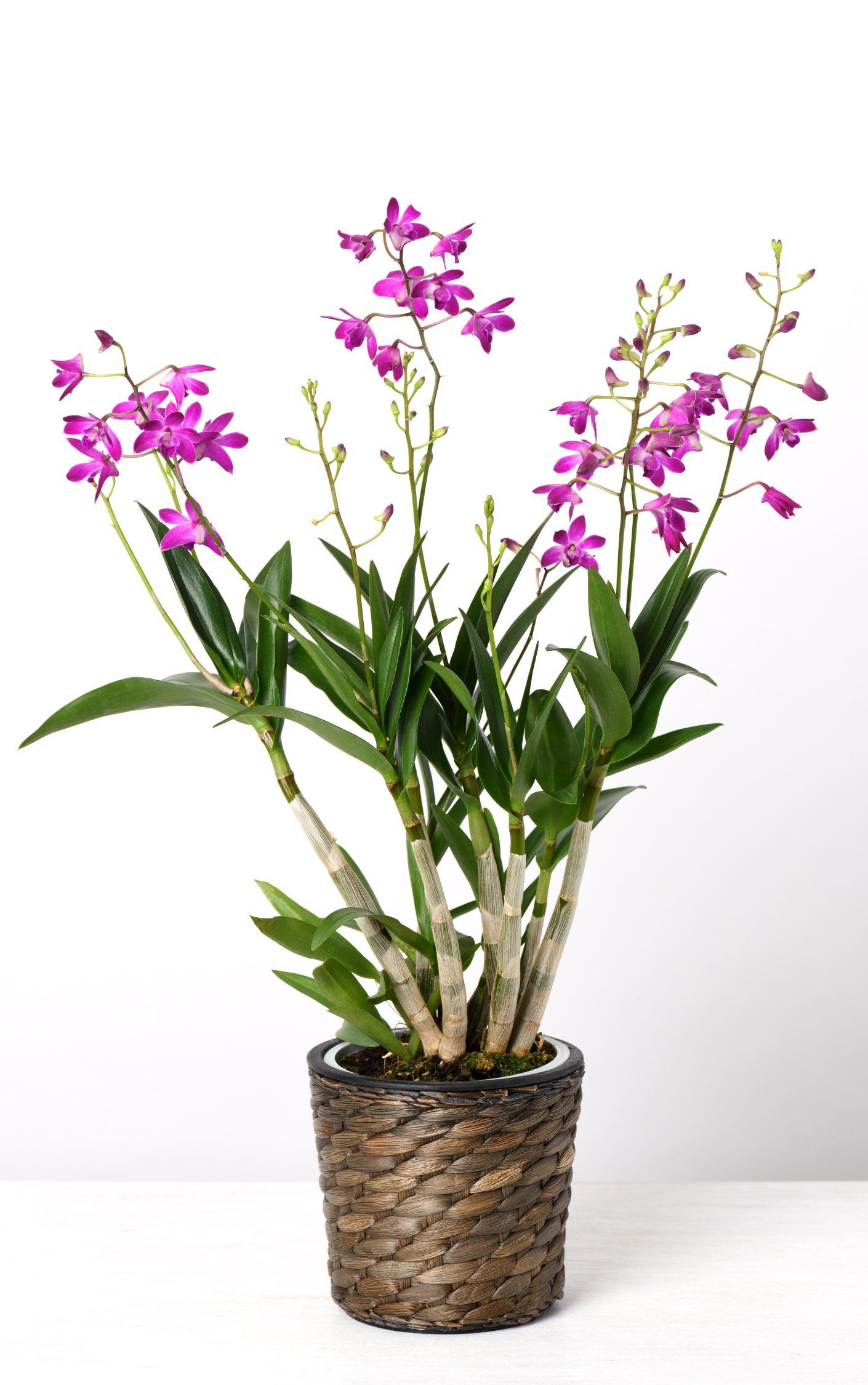 Dendrobium Orchids