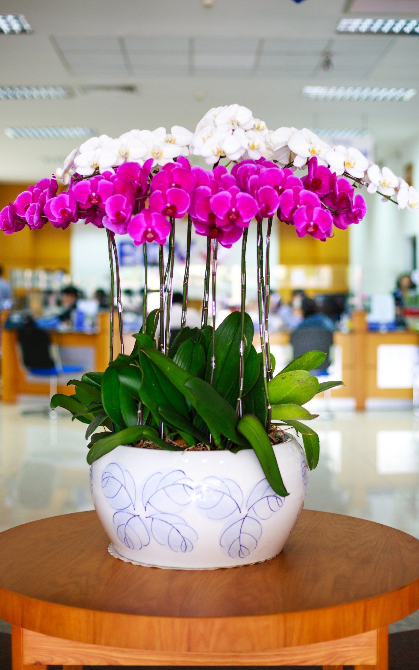  Keeping Your Orchids Blooming for Longer