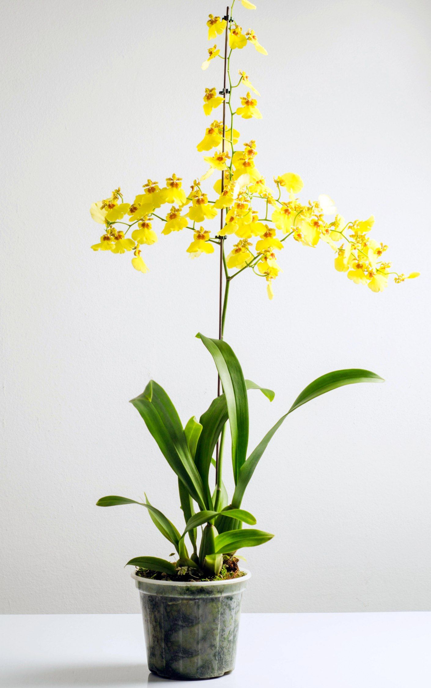 Oncidium Orchids Flowers