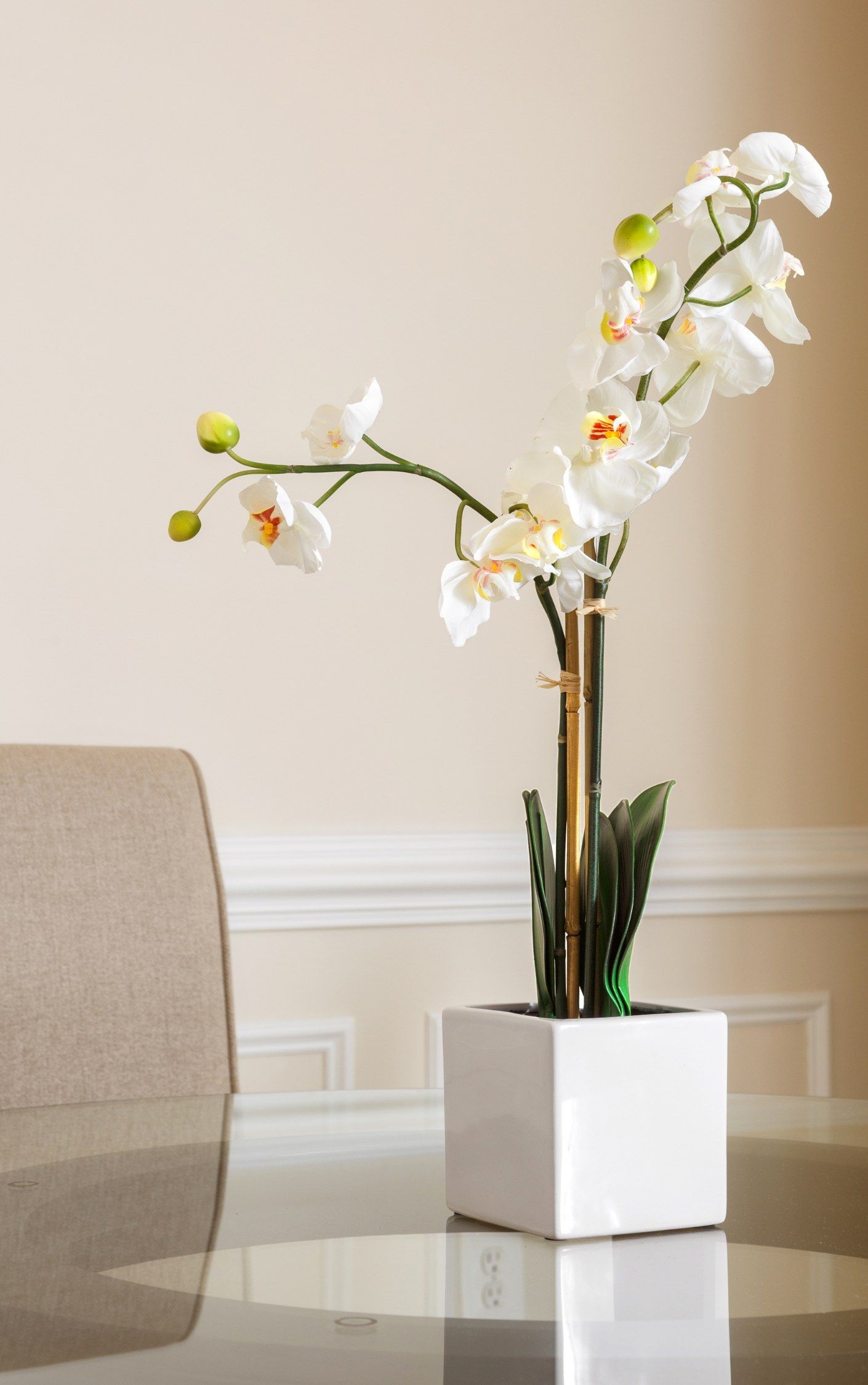 Orchids Blooming for Longer