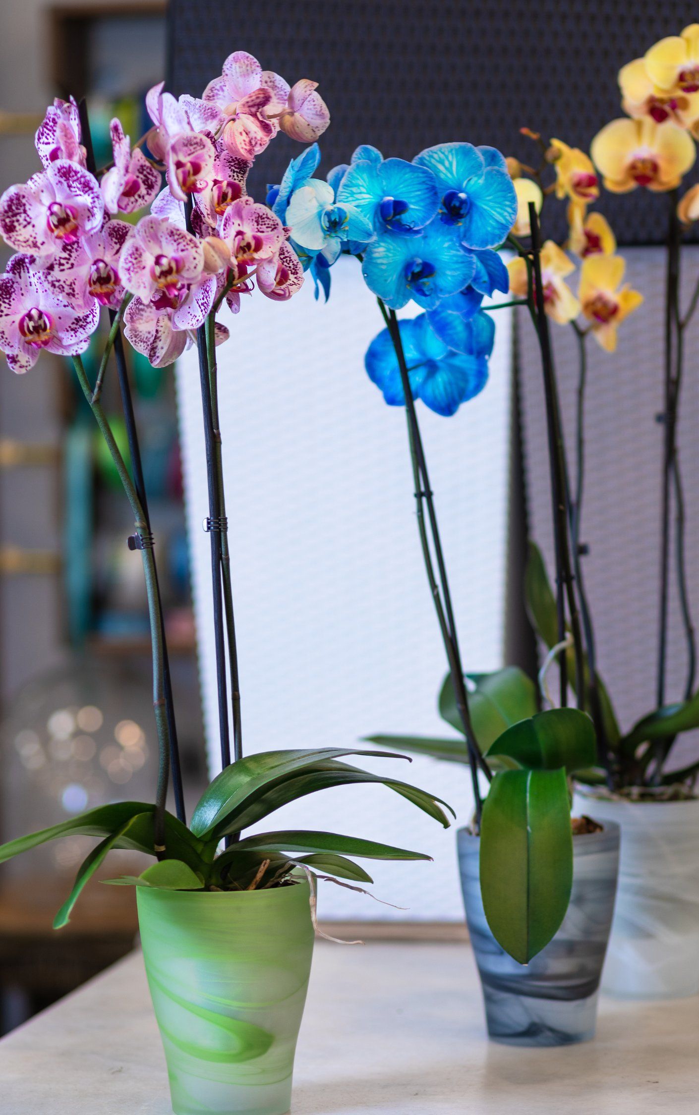 Phalaenopsis Orchids flowers