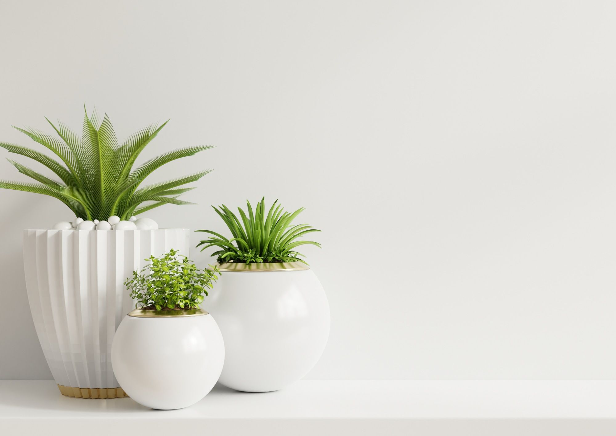 living Room plants