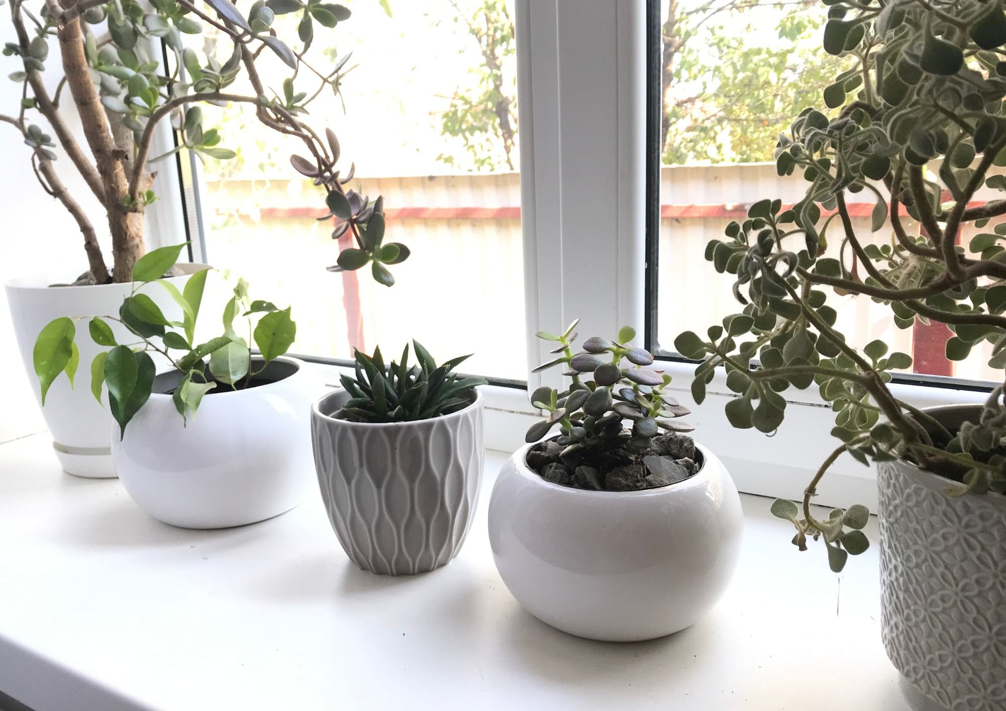 living Room indoor plants
