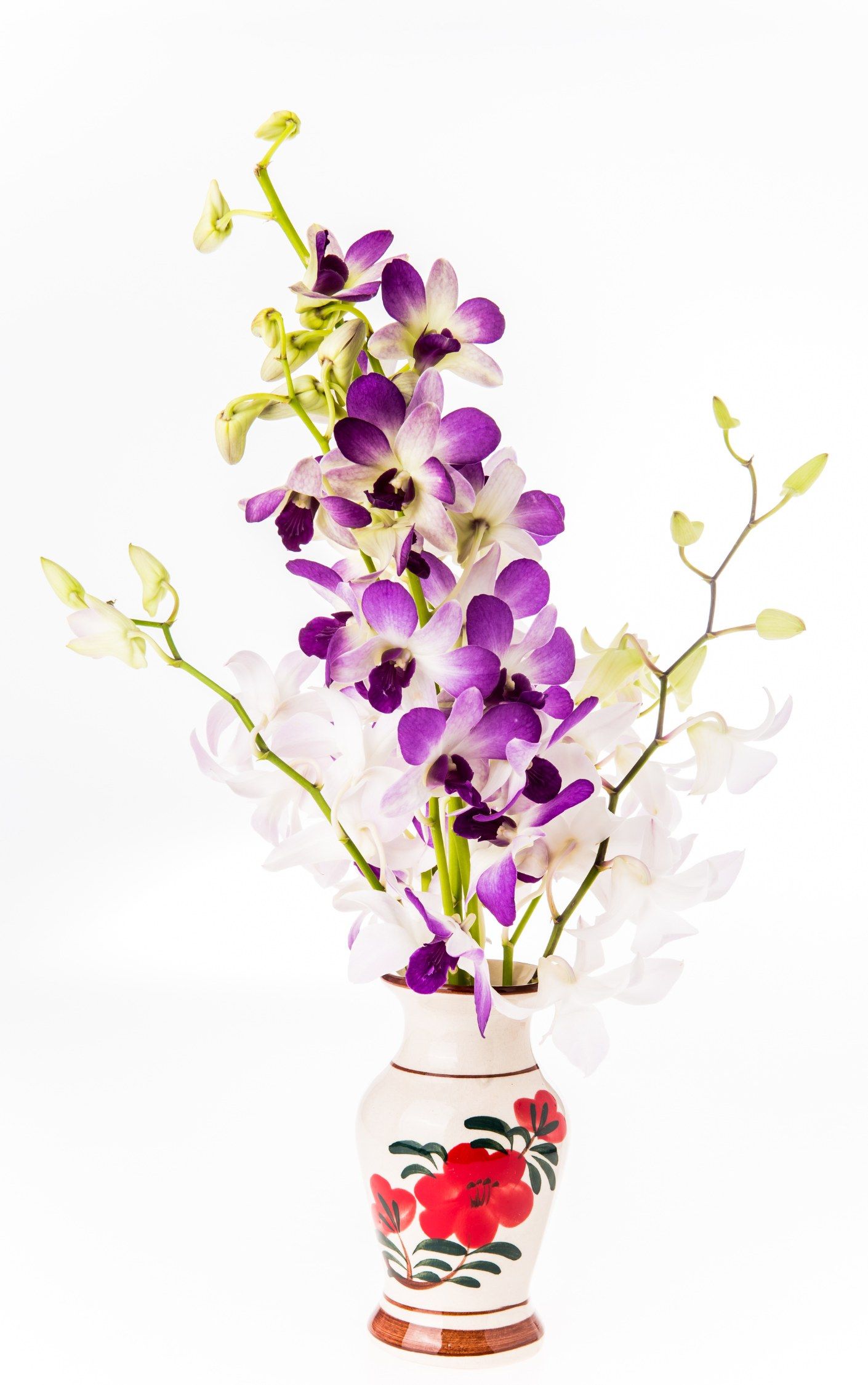 Vanda Orchids Flowers