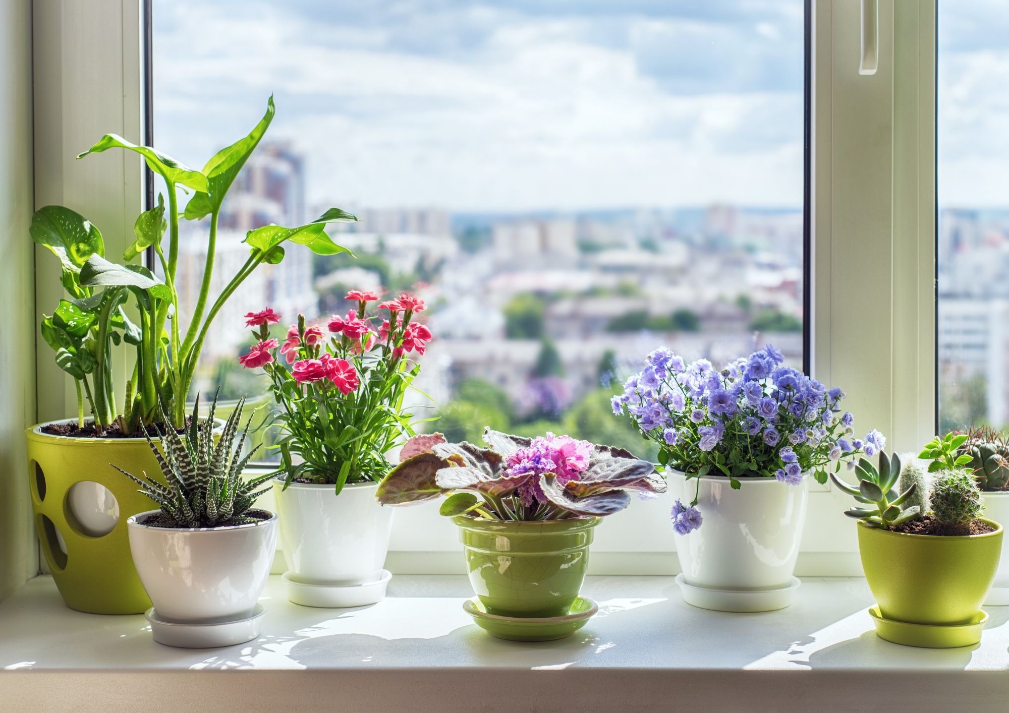 arranging plants in living room