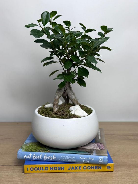 Ficus Ginseng Bonsai Tree