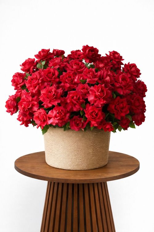 Valentines Day Timeless Red Roses Basket