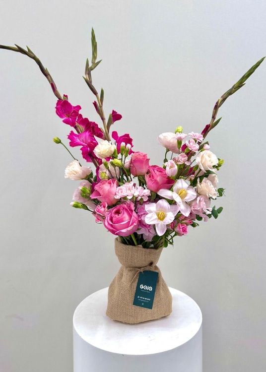 Fresh Pink Tulip Hermosa Rose Dream