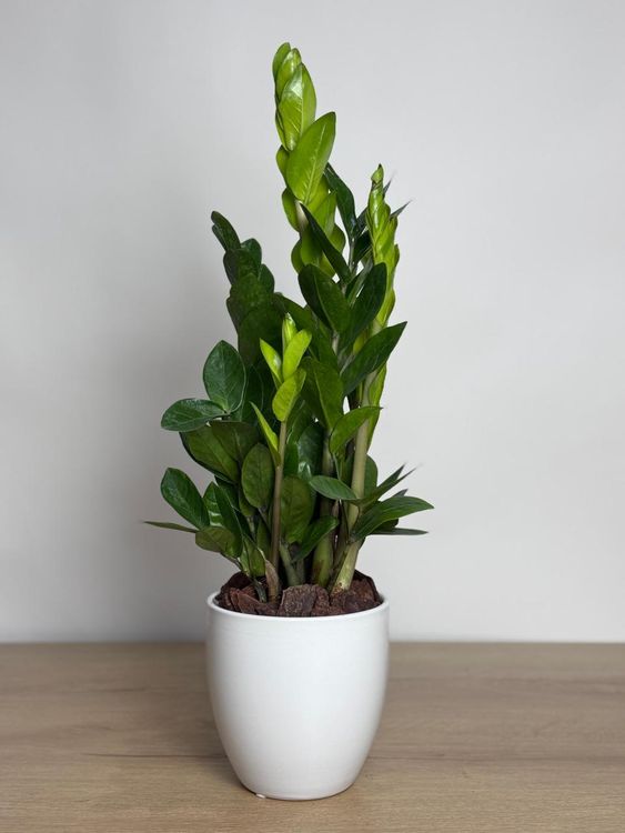 Zamioculcas zamiifolia - Indoor Plant