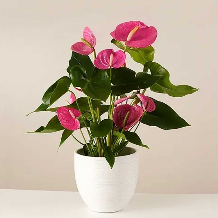 Flamingo Flower Anthurium Pink Plant