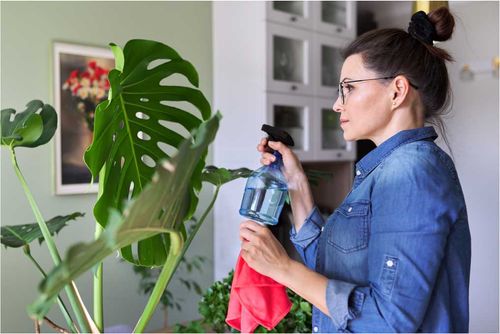 The Ultimate Guide to Caring for Indoor Plants Dubai