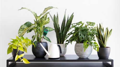 10 House Plants That Can Grow Without Direct Sunlight Conditions